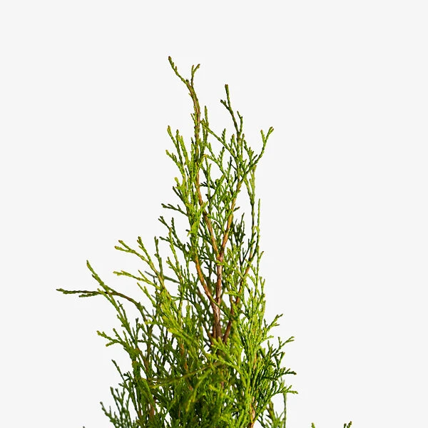 Emerald Green Arborvitae - Image 3