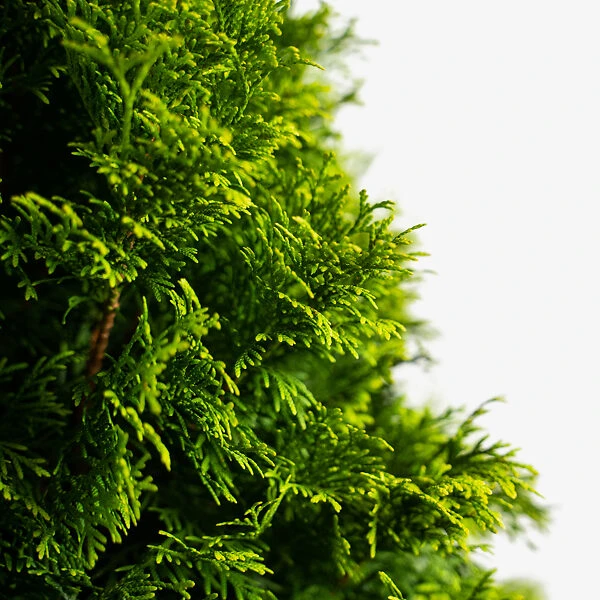 Emerald Green Arborvitae