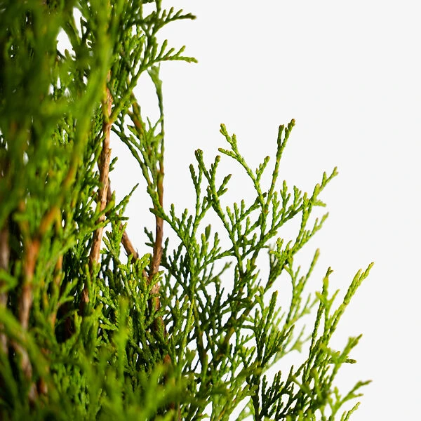 Emerald Green Arborvitae - Image 5