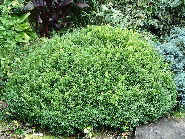 Emerald Knoll Korean Boxwood - Image 2