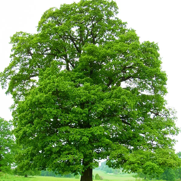 English Oak Tree - Image 2