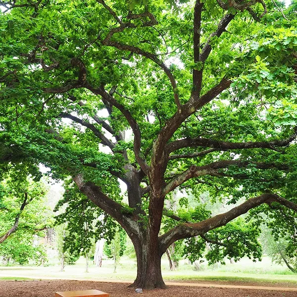English Oak Tree - Image 4