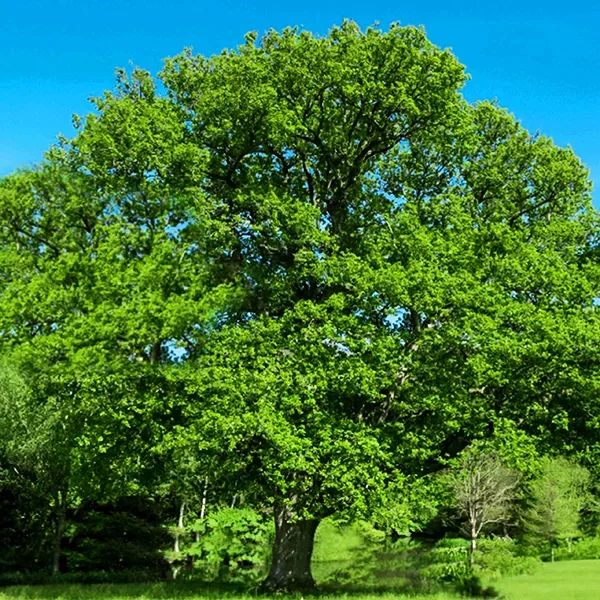 English Oak Tree