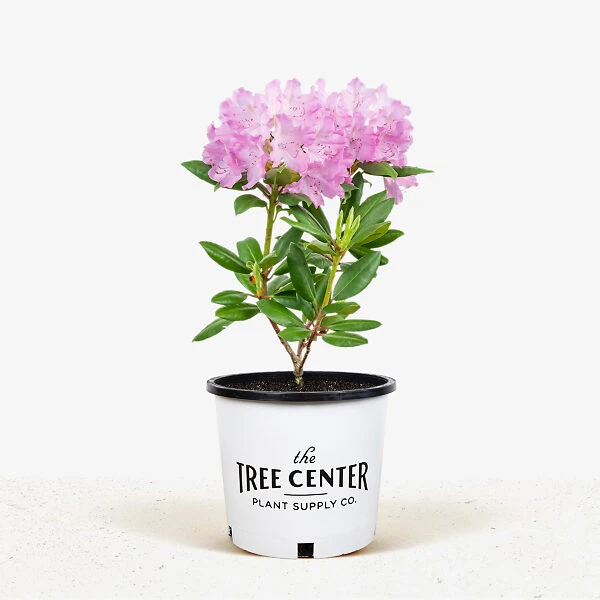 English Roseum Rhododendron - Image 3