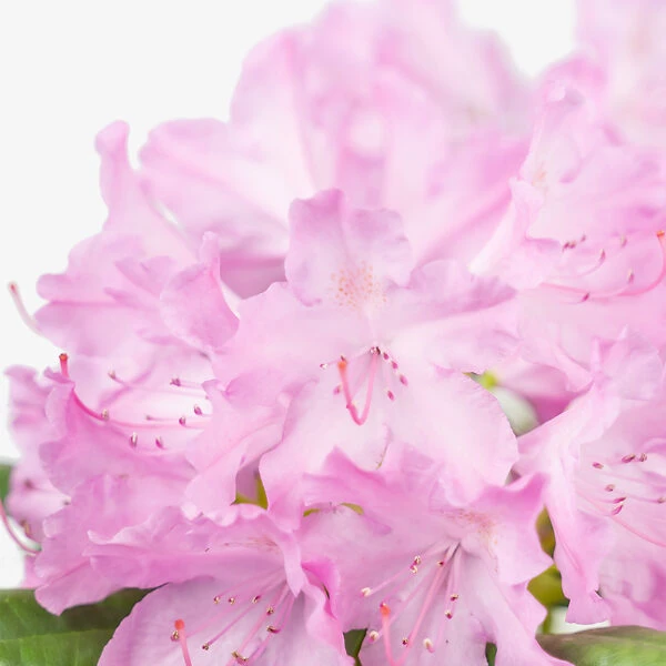 English Roseum Rhododendron - Image 4