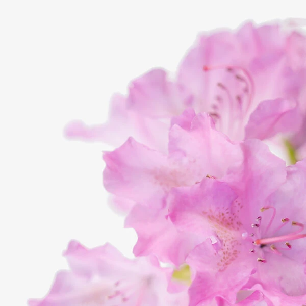English Roseum Rhododendron - Image 2