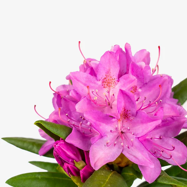 English Roseum Rhododendron - Image 5
