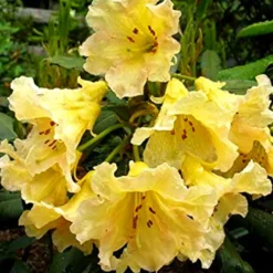 Evening Glow Rhododendron