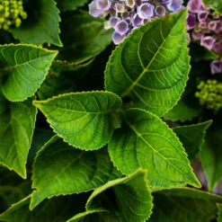 Everlasting Revolution Hydrangea
