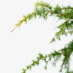 Feelin Blue Deodar Cedar - Tree Form