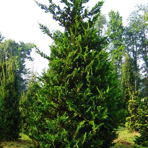 Fernspray Hinoki Cypress