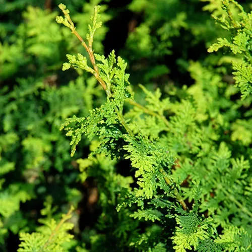 Fernspray Hinoki Cypress - Image 4