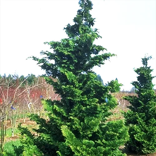 Fernspray Hinoki Cypress - Image 2