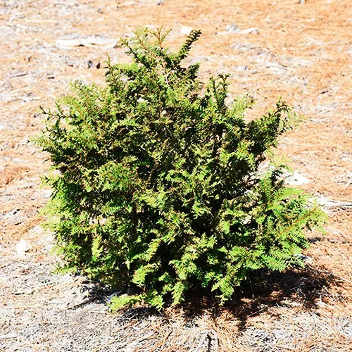 Fernspray Hinoki Cypress - Image 3