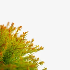 Fire Chief Arborvitae