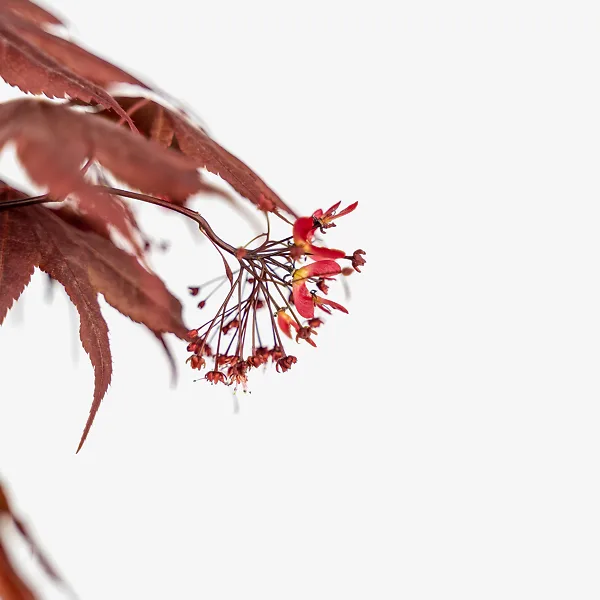 Fireglow Japanese Maple - Image 4
