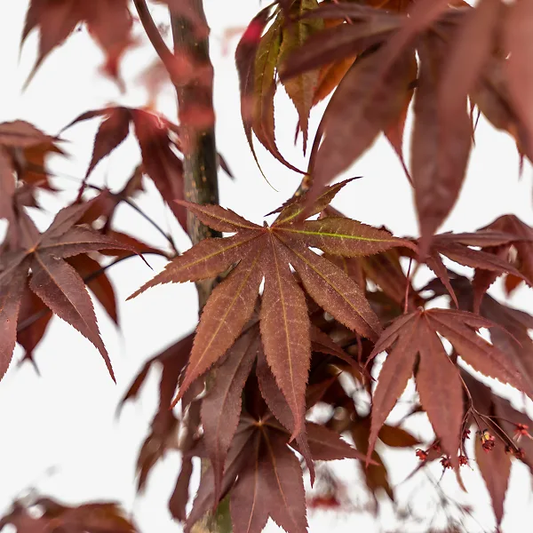 Fireglow Japanese Maple - Image 2