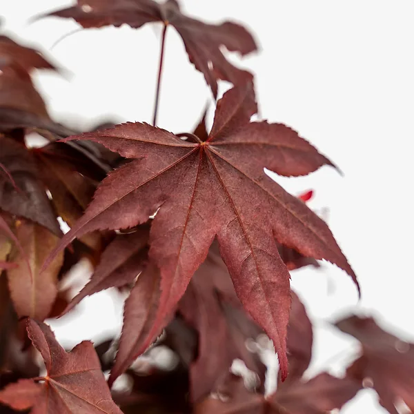 Fireglow Japanese Maple - Image 5