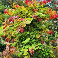 Flame Thrower® Redbud