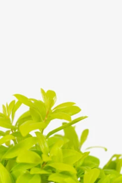 Florida Sunshine Anise Shrub