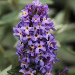 Flutterby Petite® Blue Heaven Butterfly Bush