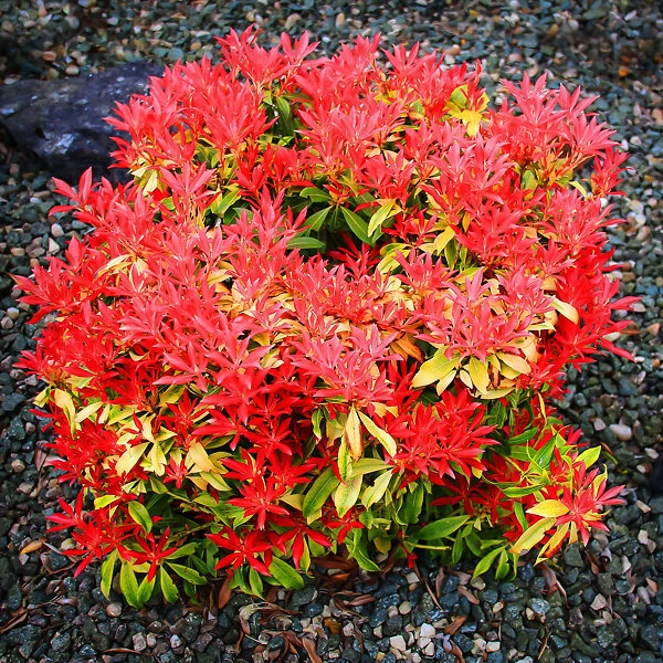 Forest Flame Pieris - Image 2