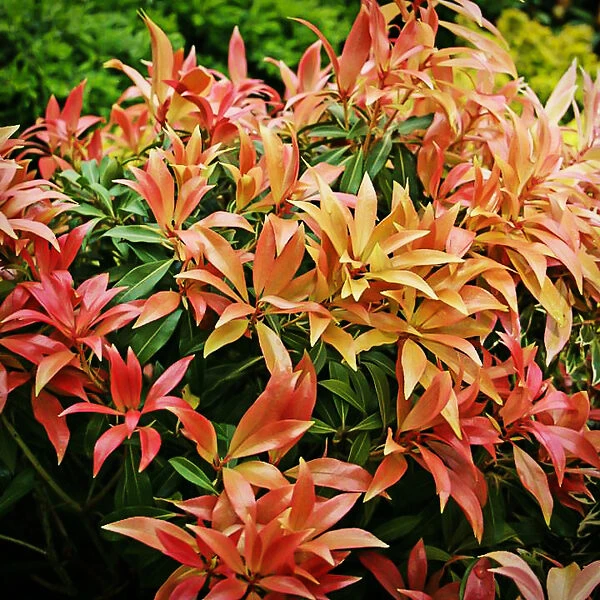 Forest Flame Pieris - Image 3