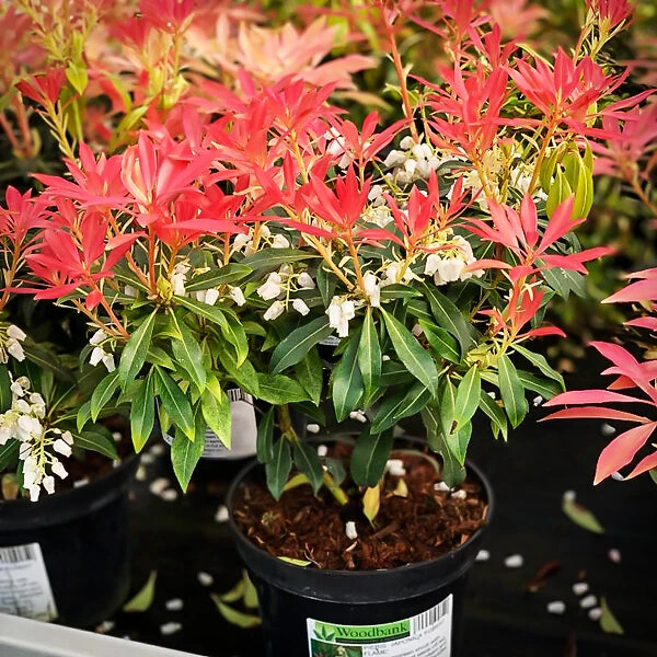 Forest Flame Pieris - Image 4