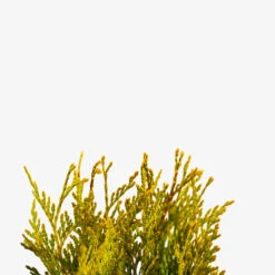 Forever Goldy Arborvitae