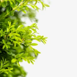 Korean Boxwood