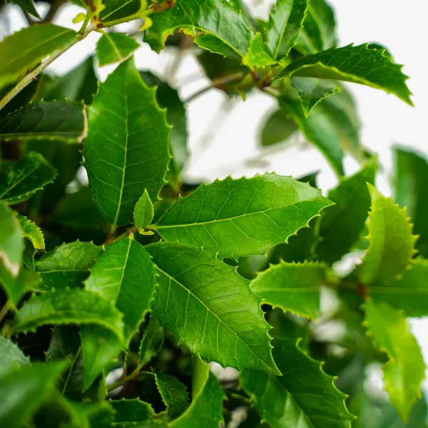 Fruitland Fortune's Osmanthus - Image 4