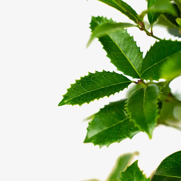 Fruitland Fortune's Osmanthus - Image 5