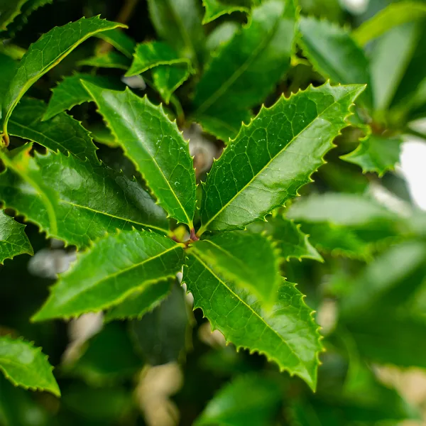 Fruitland Fortune's Osmanthus - Image 2