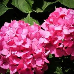 Fuschia Glow Hydrangea