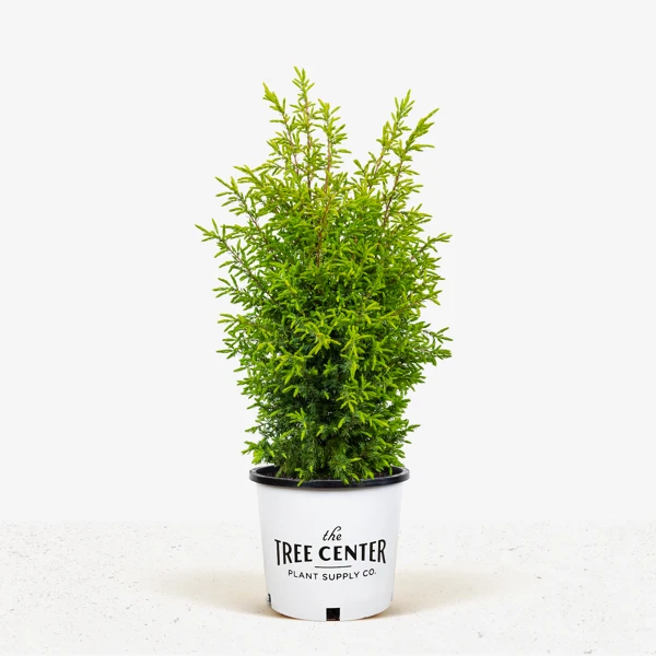 Gold Cone Juniper - Image 4