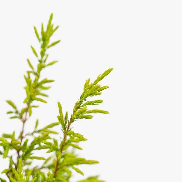 Gold Cone Juniper - Image 3