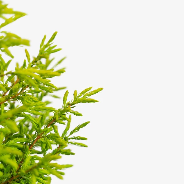 Gold Cone Juniper - Image 2