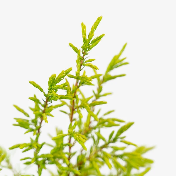 Gold Cone Juniper - Image 5
