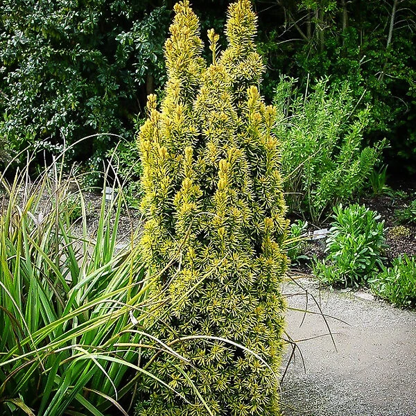 Golden Columnar English Yew - Image 2