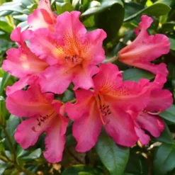 Golden Gate Rhododendron