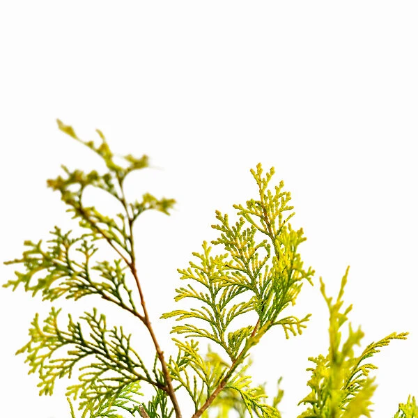 Golden Hinoki Cypress - Image 5