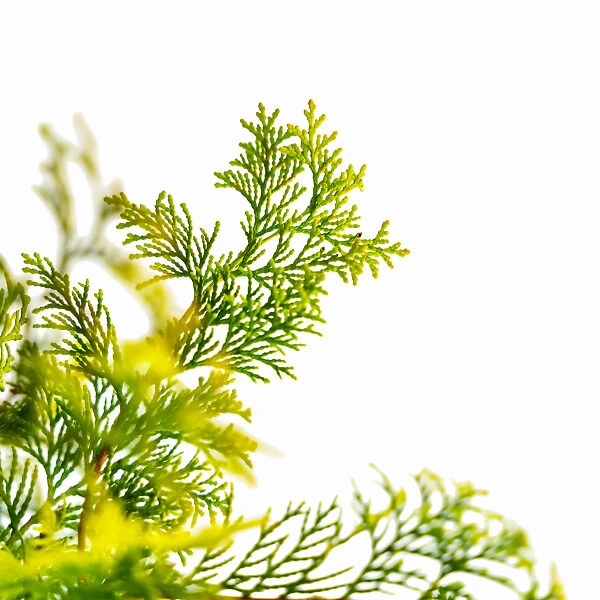 Golden Hinoki Cypress - Image 2