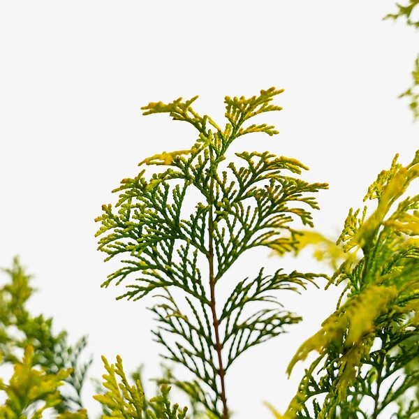 Golden Hinoki Cypress