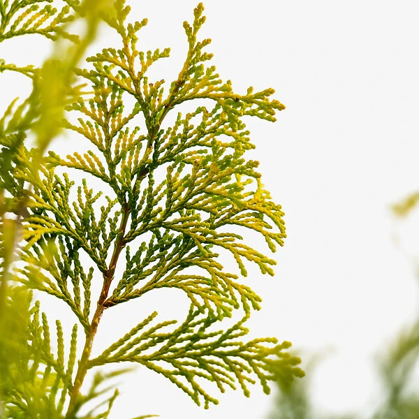 Golden Hinoki Cypress - Image 4