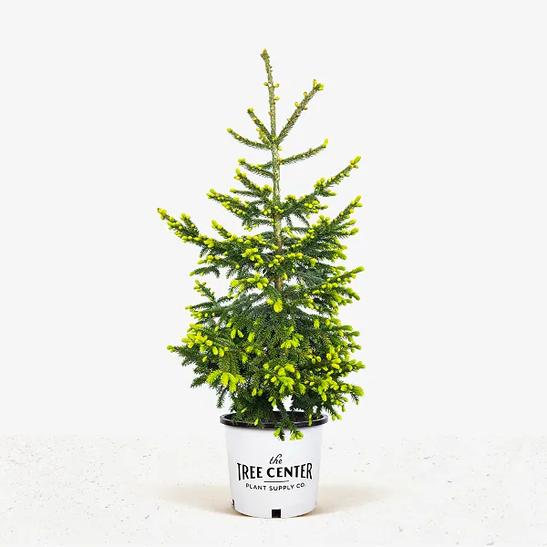 Green Knight Oriental Spruce - Image 4