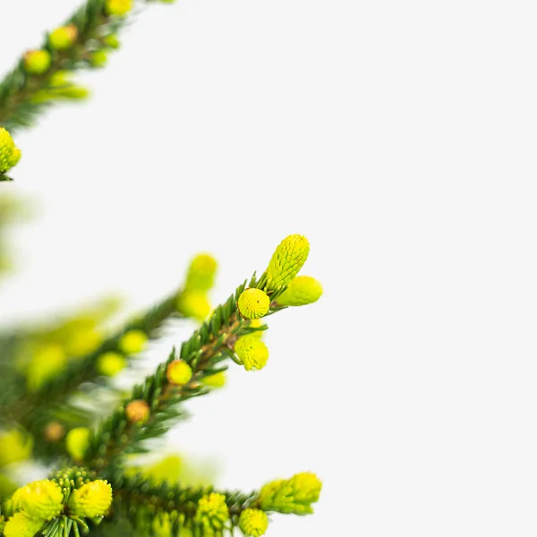 Green Knight Oriental Spruce - Image 5