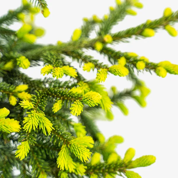 Green Knight Oriental Spruce - Image 2