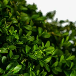 Green Mountain Boxwood