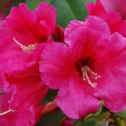 Hallelujah Rhododendron