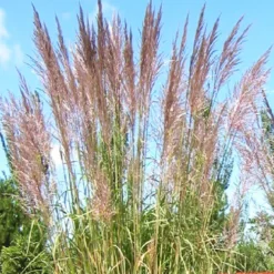 Hardy Pampas Grass